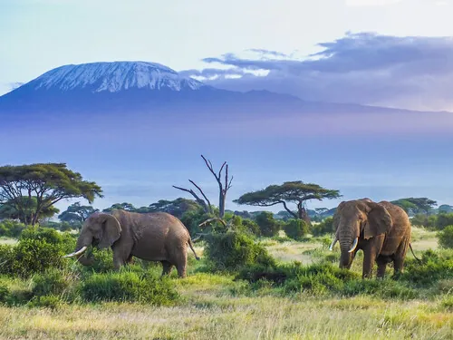 Elephants walking with Mount Kilimanjaro in the distance