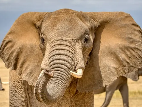 Close portrait of an elephant